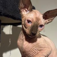 Sphynx gatto nudo