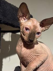 Sphynx gatto nudo