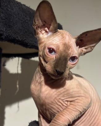 Sphynx gatto nudo