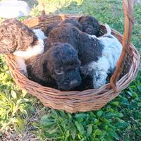 Cuccioli di Lagotto Romagnolo