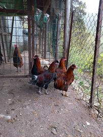 Galli giovani incrocio con araucana