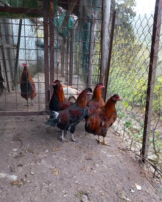 Galli giovani incrocio con araucana