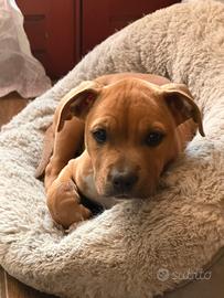 Pitbull cucciola ukc