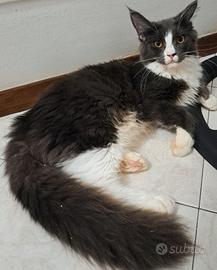 cucciola maine coon