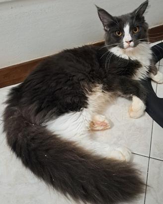 cucciola maine coon