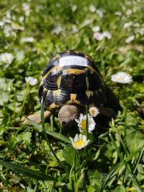 Tartaruga di terra Testudo Hermanni FonteC 33-2020