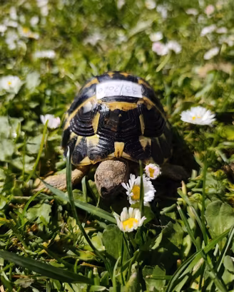 Tartaruga di terra Testudo Hermanni FonteC 33-2020
