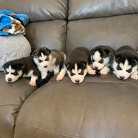 Cuccioli di Siberian Husky