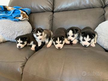 Cuccioli di Siberian Husky
