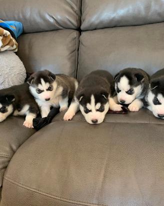 Cuccioli di Siberian Husky