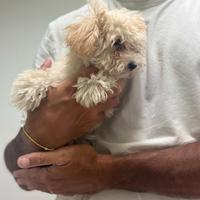 Maltipoo albicocca chiaro disponibile