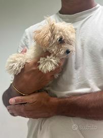 Maltipoo albicocca chiaro disponibile
