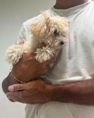 Maltipoo albicocca chiaro disponibile