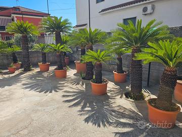 piante Cycas 