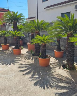 piante Cycas 