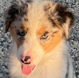 Vendita cuccioli australian shepherd
