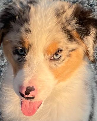 Vendita cuccioli australian shepherd