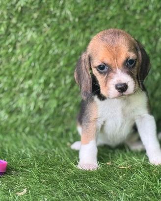 Beagle