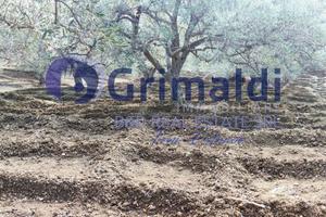 Terreno Agricolo Bagheria [TerM/1VCG]