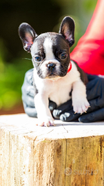 Bulldog francese