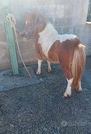 Pony femmina
