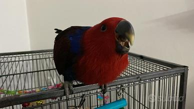 Ecletto allevato a mano