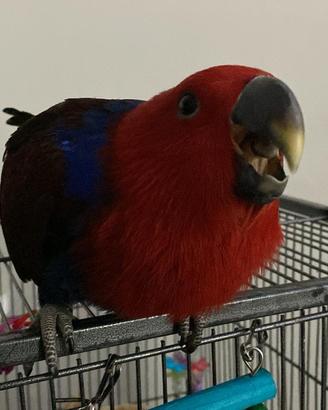 Ecletto allevato a mano