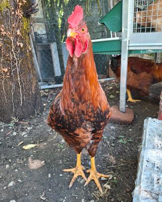 Gallo 