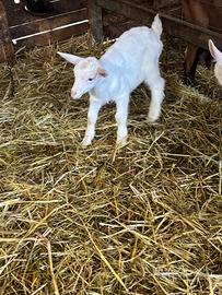 Capretti saanen in purezza