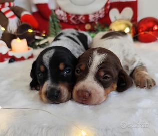 Bassotto piebald cucciolo