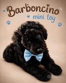 Cucciolo barboncino minitoy nero