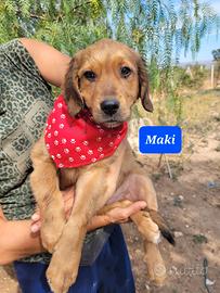 Meticci retriever taglia grande