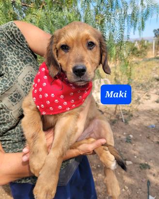 Meticci retriever taglia grande