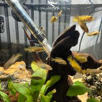 Ciclidi malawi Metriaclima zebra gold