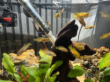 Ciclidi malawi Metriaclima zebra gold