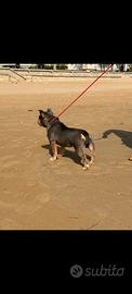 American bully