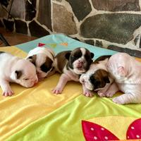 Bulldog francesi con pedigree