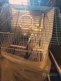 Coppia calopsite e cocorita