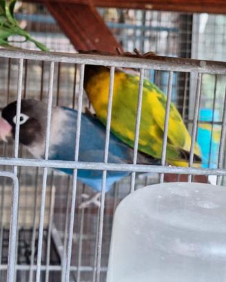 Pappagalli inseparabili personata testanera