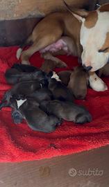 Cuccioli Amstaff/pitbull