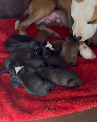 Cuccioli Amstaff/pitbull