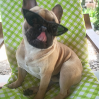MONTA bulldog francese