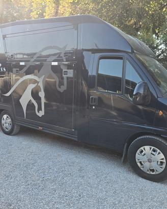 Van trasporto 2 cavalli Fiat Ducato