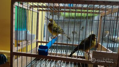 Coppie di canarini spagnoli