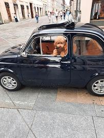 fiat 500 L epoca storica da corsa anno 1971