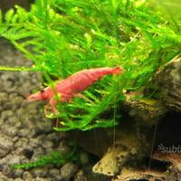 Neocaridina Davidi Sakura red, piante e endler