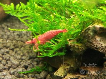 Neocaridina Davidi Sakura red, piante e endler