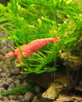 Neocaridina Davidi Sakura red, piante e endler