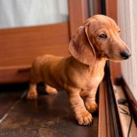 Cucciolo bassotto kaninchen fulvo