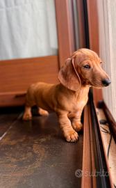 Cucciolo bassotto kaninchen fulvo